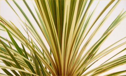 Cordyline Torbay Dazzler - Exotic Variegated Palm - Large Specimen
