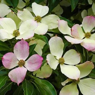 Cornus Florida - Flowering Dogwood - Large Specimen Plant