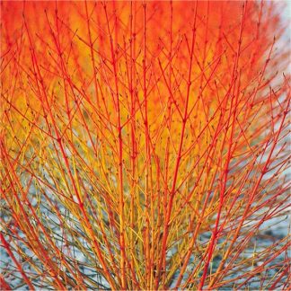 Cornus Sanguinea Midwinter Fire - Super Bushy Winter Beauty Dogwood