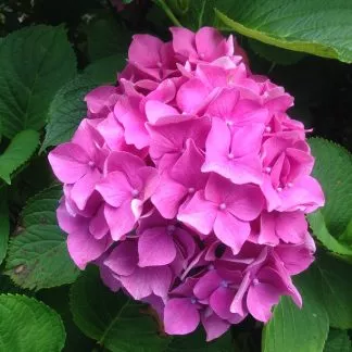 Hydrangeas