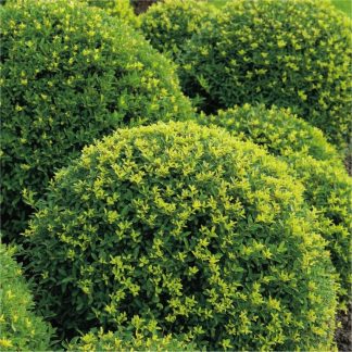 Topiary Ball - Ilex Crenata - Dark Green Box Leaved Japanese Holly Ball - Medium