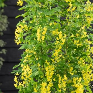 Laburnum Anagyroides Yellow Rocket - Upright Golden Chain Tree