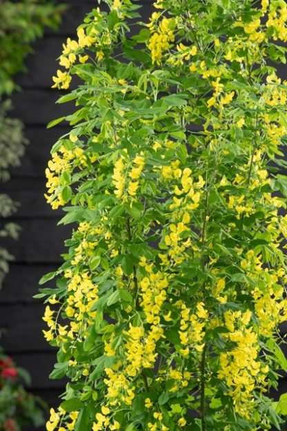 Laburnum Anagyroides Yellow Rocket - Upright Golden Chain Tree