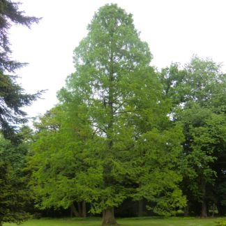 Metasequoia Glyptostroboides - Dawn Redwood - Circa 120cms Tall