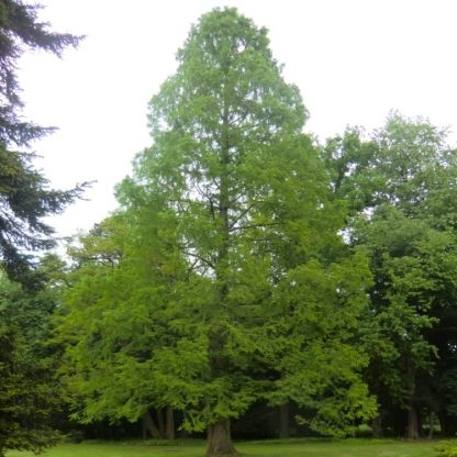 Metasequoia Glyptostroboides - Dawn Redwood - Circa 120cms Tall