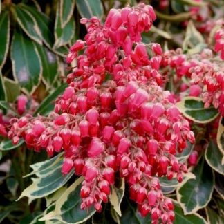 Pieris Japonica Polar Passion - Passion Frost - Evergreen Lily of The Valley Shrub