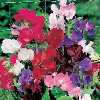 Sweet Peas