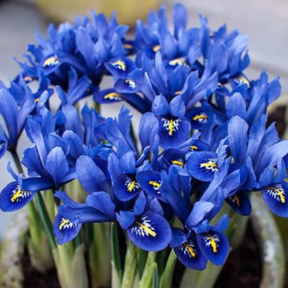 Iris reticulata Blue