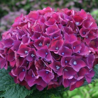 Hydrangea Purple Triumph - Giant Flowered Mauve Mophead Hydrangea - XXXL Plants