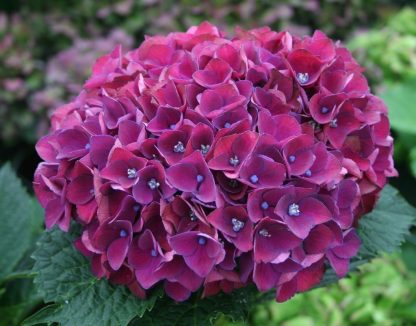 Hydrangea Purple Triumph - Giant Flowered Mauve Mophead Hydrangea - XXXL Plants