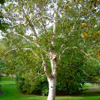 Betula Pendula Spider Alley - Contorted Birch Tree - Circa 120-150cms