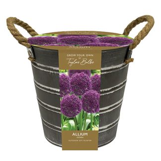 Outdoor Metal Bucket Allium Planter