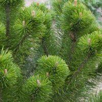 Pinus Mugo Mughus - Dwarf Mountain Mugho Pine