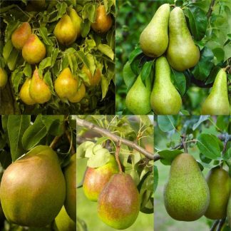 Lucky Dip Lost Label Pear Plants