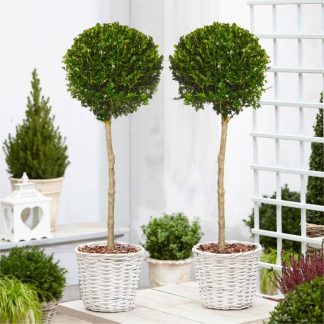 Pair of Topiary Evergreen Buxus Lollipop Standard Trees - Stylish Contemporary Box Ball Lollipop Trees 80-100cm