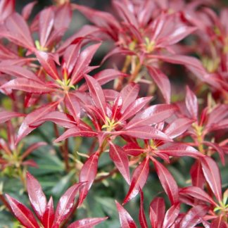 Pieris Japonica Katsura - Flame of The Forest