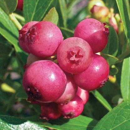 Vaccinium Corymbosum Pink Lemonade Plants For The Patio or Garden - Pack of Three Pink Berry Plants
