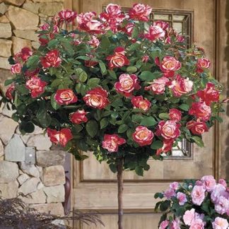 Large Bicolour Standard Rose Tree 'Hippy'  - Circa 150cms Tall