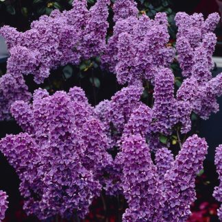 Syringa Vulgaris Ludwig Spaeth - Fragrant Purple Lilac
