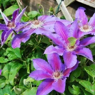 Clematis Etoile De Malicorne - Late Spring Flowering Clematis