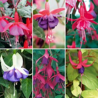 Complete Hardy Fuchsia Collection