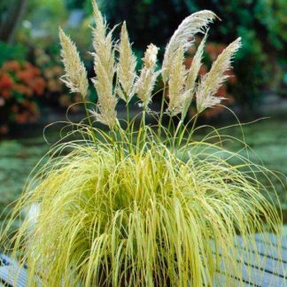 Cortaderia Gold Mini Pampas - Dwarf Golden Pampas Grass