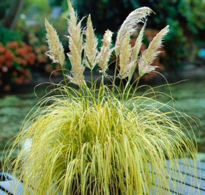 Cortaderia Gold Mini Pampas - Dwarf Golden Pampas Grass