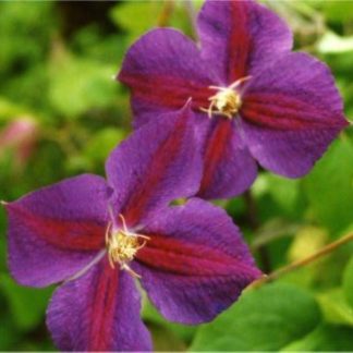 Clematis Star of India