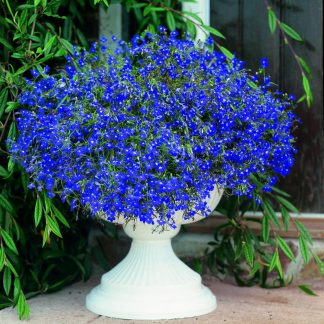 Lobelia Seeds - Sapphire (Blue Basket)