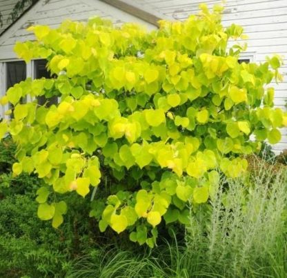 Cercis Canadensis Hearts of Gold - Circa 80-120cms Tall