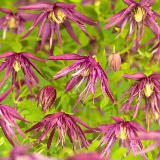 Clematis Macropetala Octopus