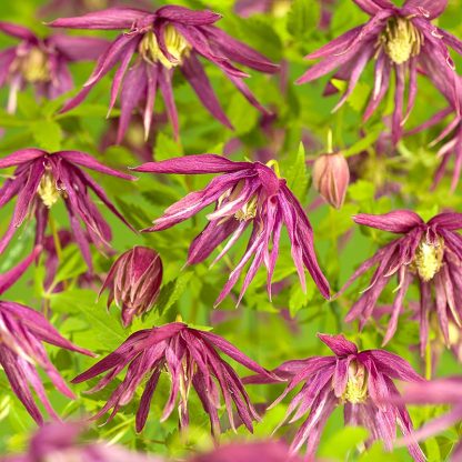 Clematis Macropetala Octopus