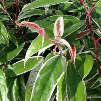 Leucothoe Fontanesiana Whitewater - Switch Ivy