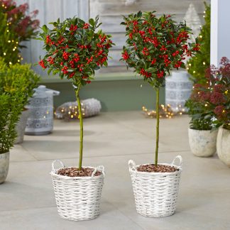 Pair of Premium Quality Holly Trees Covered in Berries in Baskets