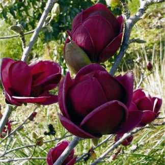 Magnolia Genie - Amazing Purple Black Magnolia - Giant Flowered Black Tulip Tree