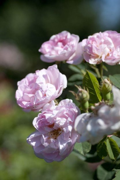 Rose 'Maidens Blush' - Shrub Rose