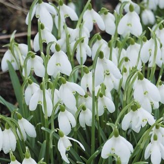 Single-Flowered Snowdrops 'In The Green'