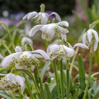 Double-Flowered Snowdrops 'In The Green'