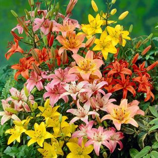 Longiflorum Asiatic LA Lilies