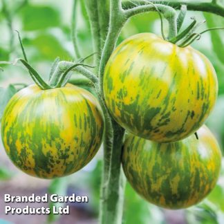 Tomato (Organic) Seeds - Green Zebra