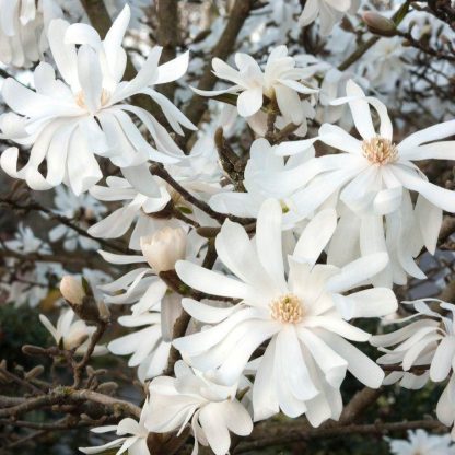 Magnolia Stellata Royal Star - Double Starry Flowers - Large Circa 100cm Bushy Specimen