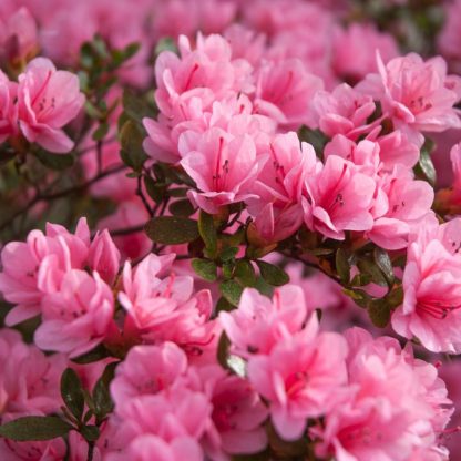 Rhododendron 'Madame AD. van Hecke' (Azalea