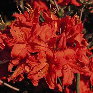Rhododendron 'Fireball' (Azalea Group)
