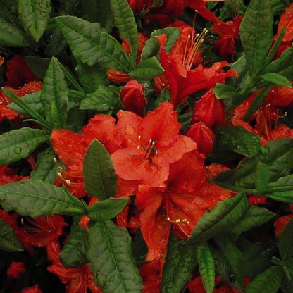 Rhododendron 'Barselik' (Azalea Group)