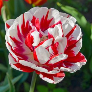 Tulip 'Carnaval de Nice'