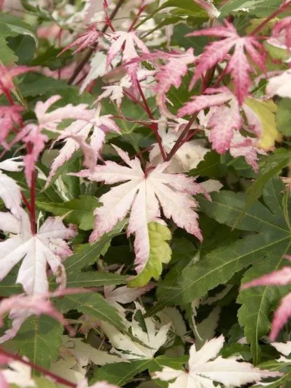Large Acer Japanese Maple Tree - Orido Nishiki (Asahi-Zuru)