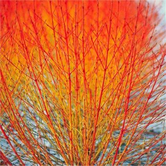 Cornus Midwinter Fire - Winter Beauty Dogwood - Pack of Three Plants