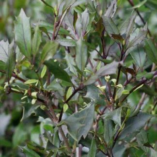 Osmanthus Heterophyllus Purpureus - Purpleleaf False Holly