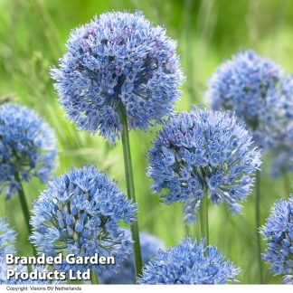 Allium Bulbs - Blue Drumstick