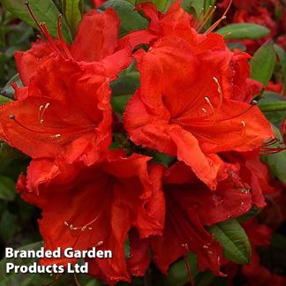 Rhododendron 'Firecracker' (Azalea Group)